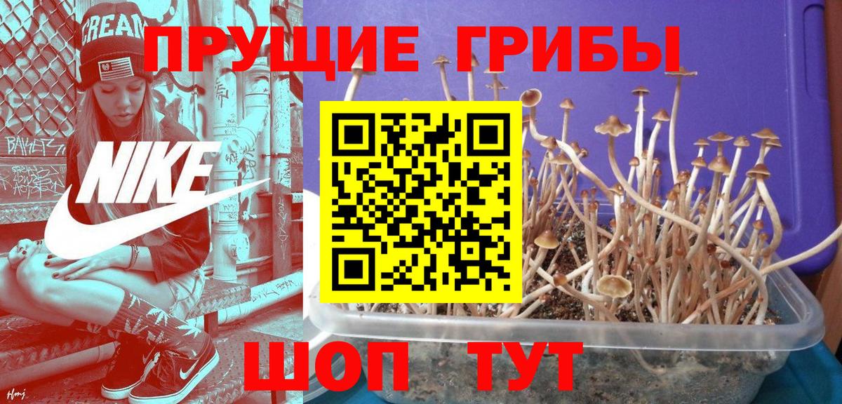 Галлюциногенные грибы прущие грибы Новороссийск